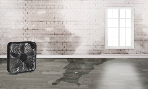 Best Local water damage restoration  in Waltham, MA